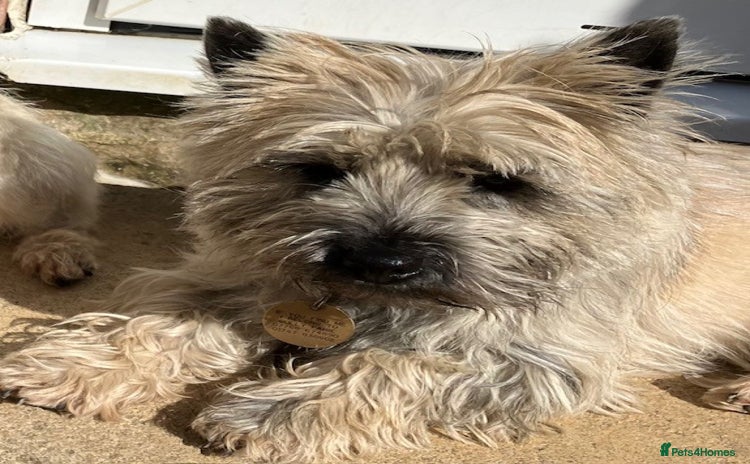 Cairn Terrier dogs - Advert 1