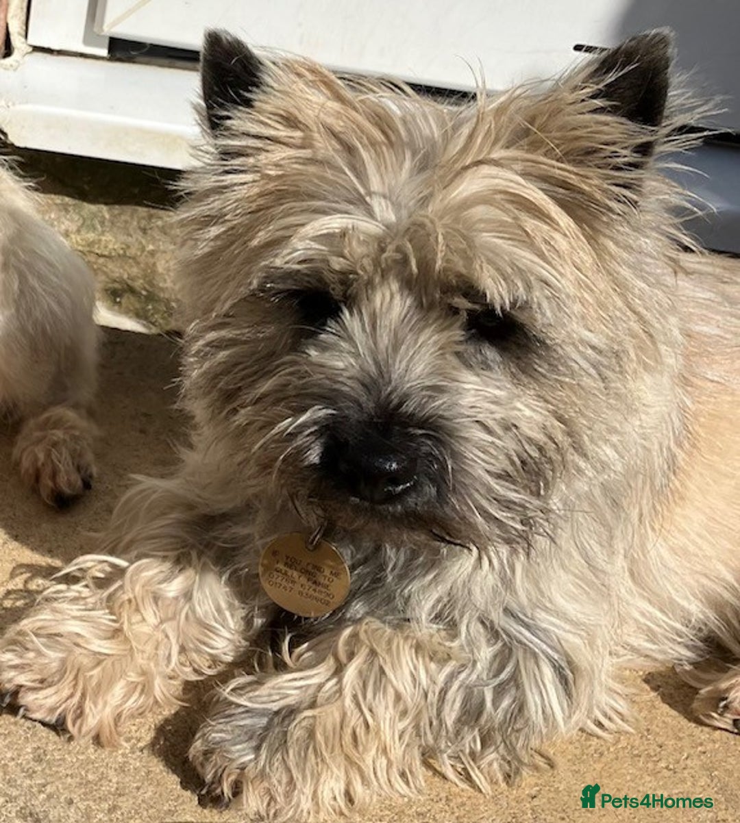 Cairn Terrier Pups KC Reg for sale in Shaftesbury Pets4Homes