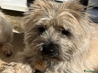 Cairn Terrier dogs - Advert 4