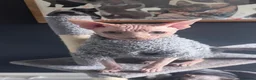 Sphynx cats for stud: Handsome boy for Stud - Advert 4