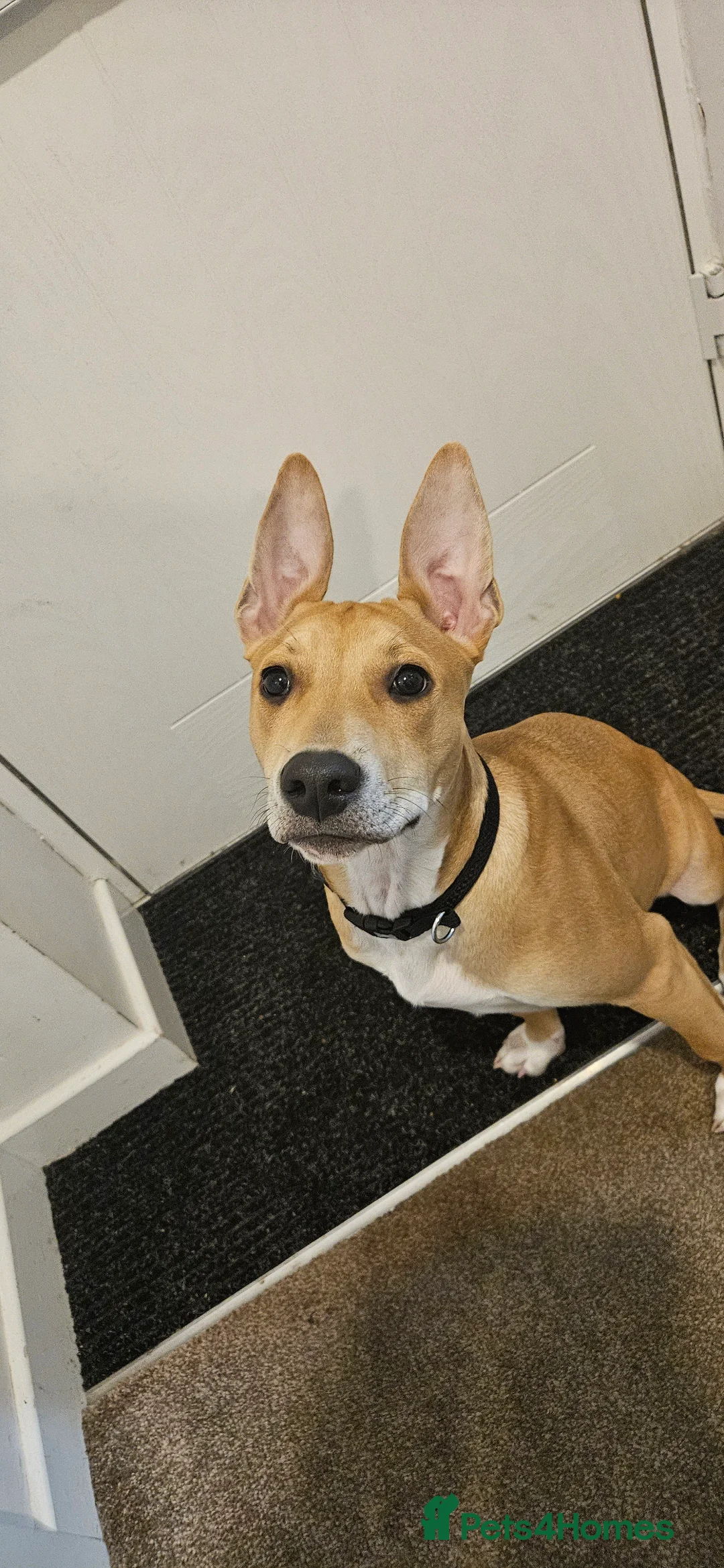 Mixed Breed dogs for sale: 8 month old milo in Bolton - Advert 4