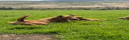 Mixed Breed dogs for sale: Irish Colliewobble puppies in Hexham - Advert 3