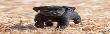 Labrador Retriever 3