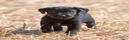 Labrador Retriever dogs for sale: LAST REMAINING BITCH beautiful Working Lab pups - Advert 5