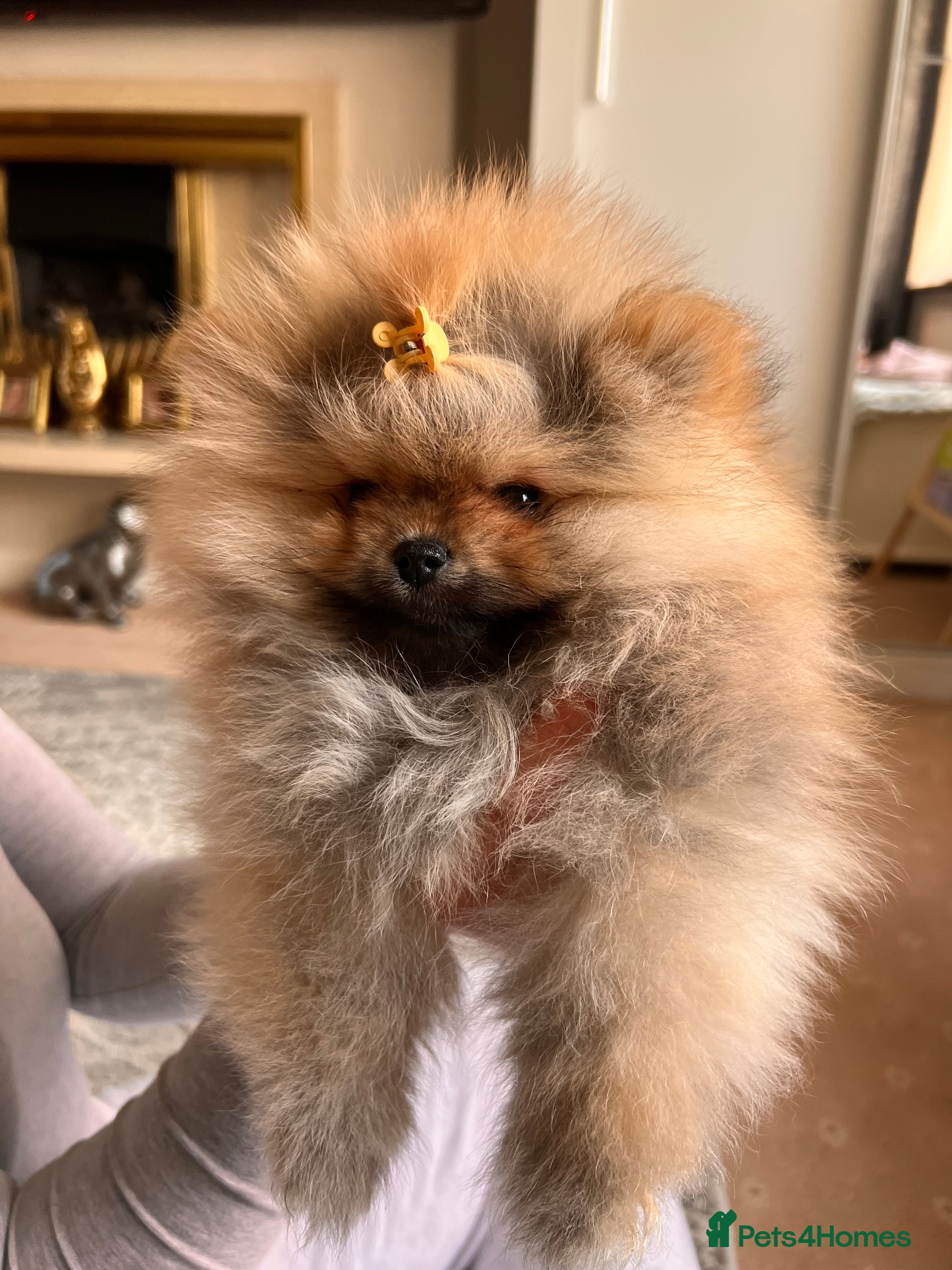 Pomeranian dogs Pomeranian Puppies looking for their new homes❤️ - Advert 6