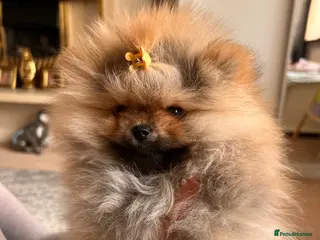 Pomeranian dogs Pomeranian Puppies looking for their new homes❤️ - Advert 6