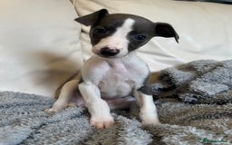 Whippet dogs for sale: KC Registered Blue Whippets - Image 27