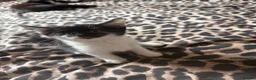 Mixed Breed cats for sale: Kittens looking for their forever home 🏠🐾 - Advert 5