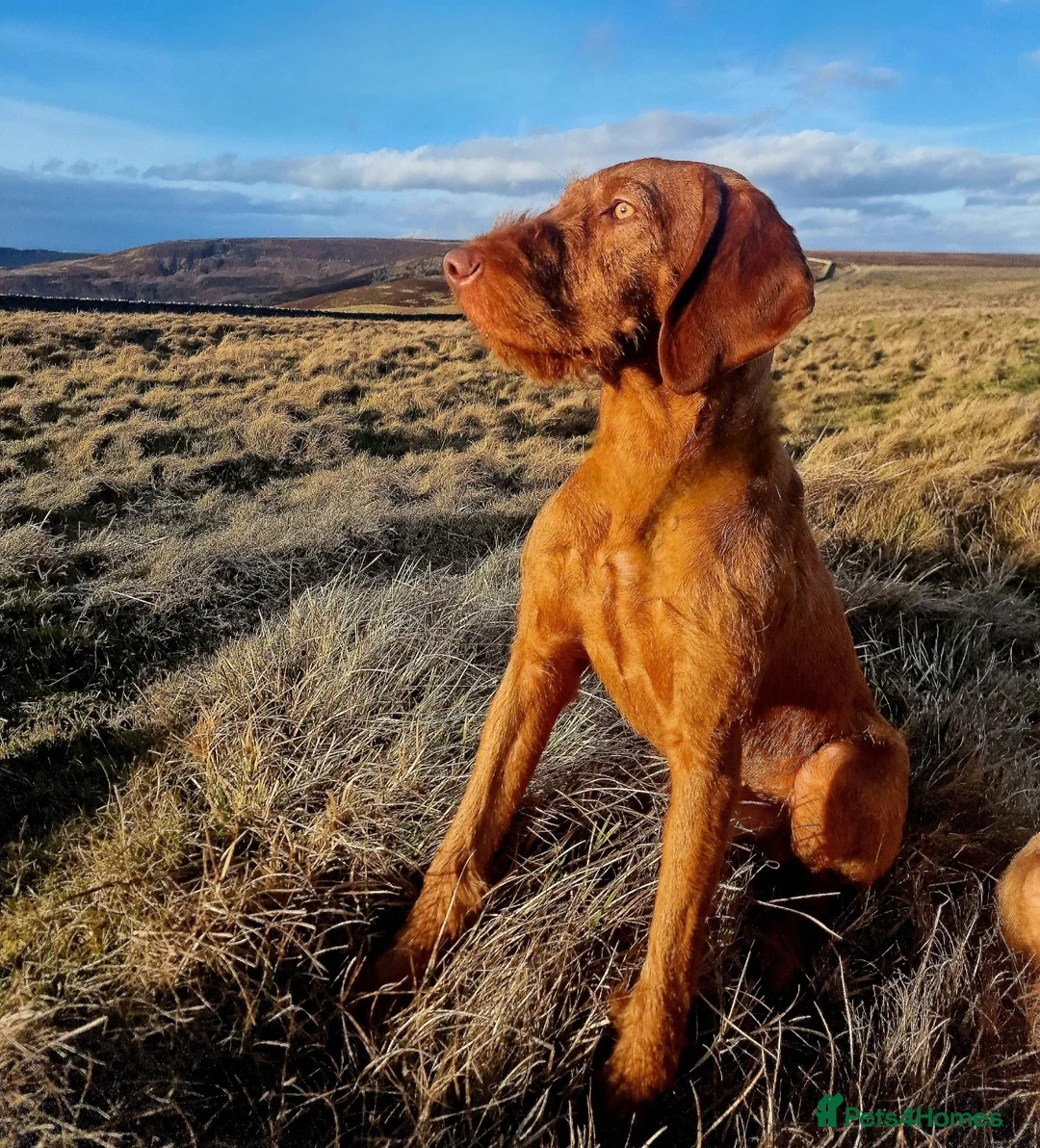 Hungarian Vizsla dogs for stud: Wirehaired Vizsla import at stud  - Advert 2