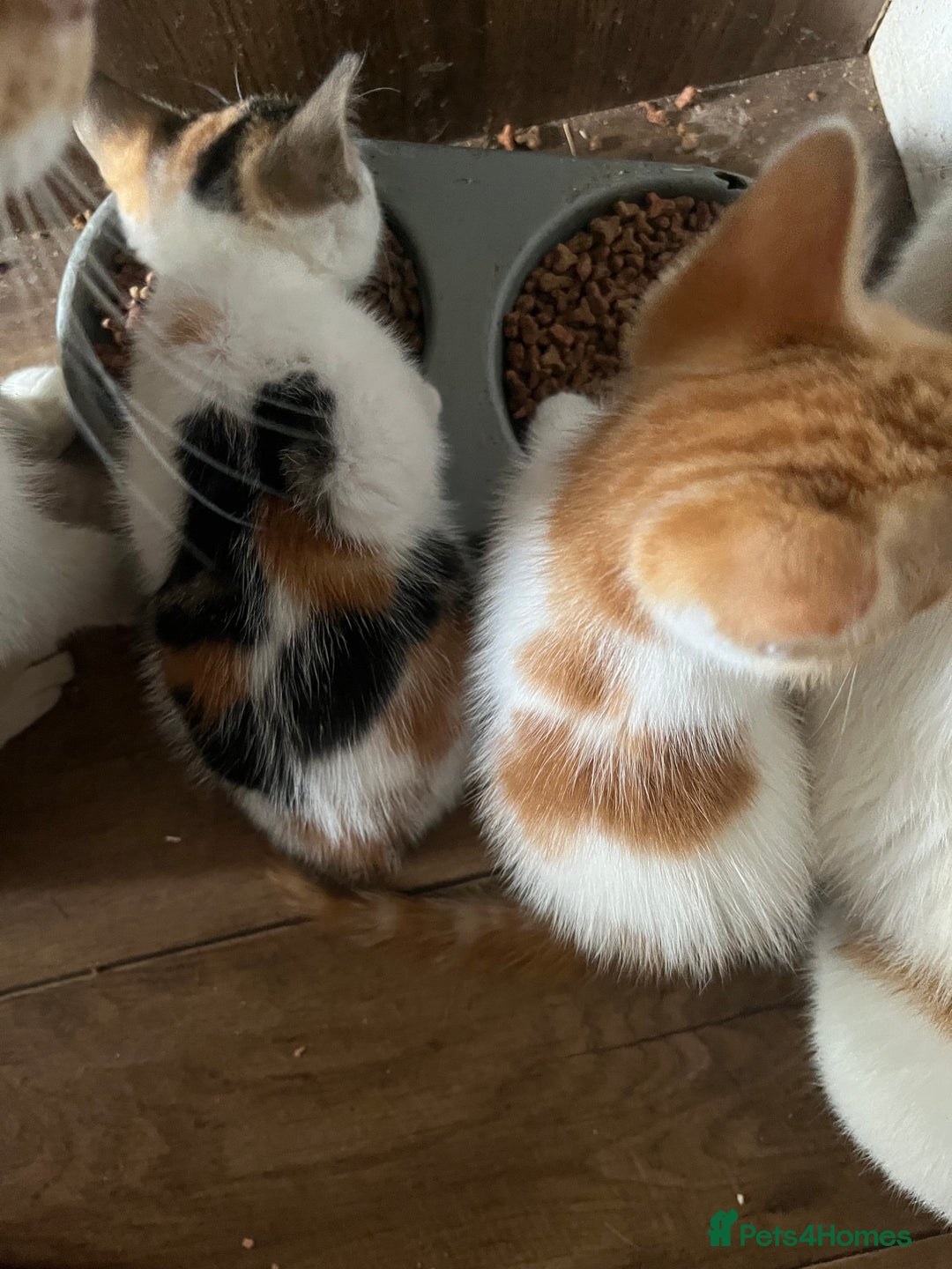 Mixed Breed cats for sale: Mixed litter  - Image 19