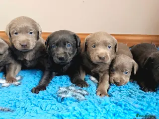 Labrador Retriever dogs for sale: 6 STUNNING SILVER/CHARCOAL KC HEALTH TEST PARENTS - Advert 1