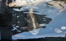 Koi Carp fish for sale: Japanese koi carp £100 each  - Image 27