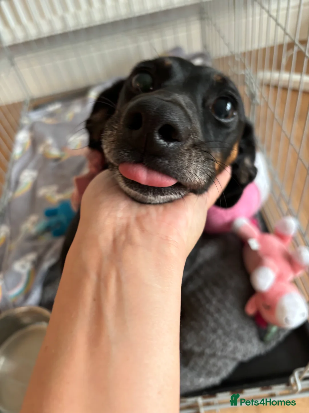 Dachshund dogs for sale: Minnie dachshund  - Advert 4