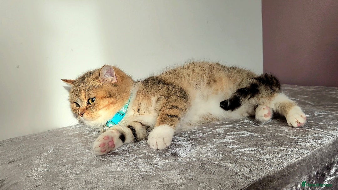 British Shorthair cats for sale: Amazing Quality Pedigree British Shorthair Kittens - Advert 30