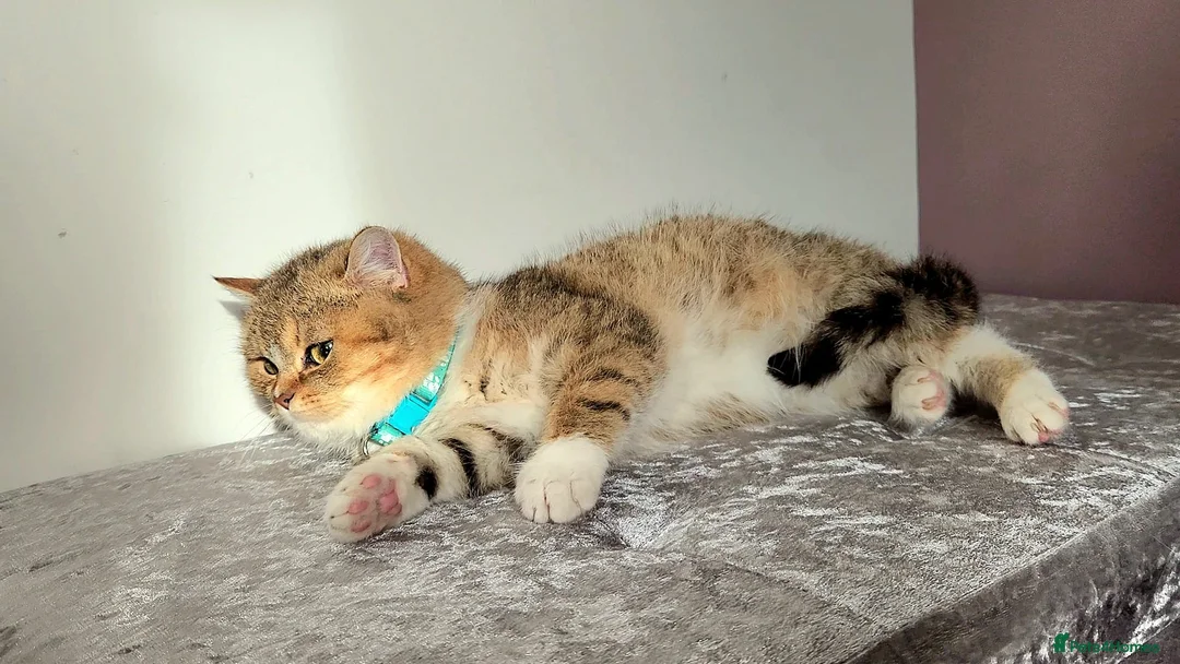 British Shorthair cats for sale: Amazing Quality Pedigree British Shorthair Kittens - Advert 22