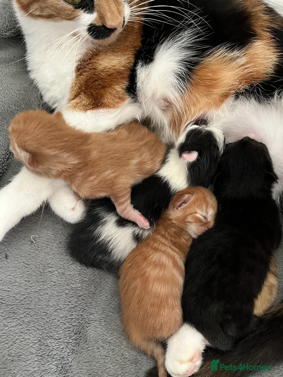Mixed Breed cats for sale: 2 lovely male kittens left - Advert 2
