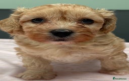 Maltipoo dogs for sale: Beautiful maltipoo puppies - Image 15
