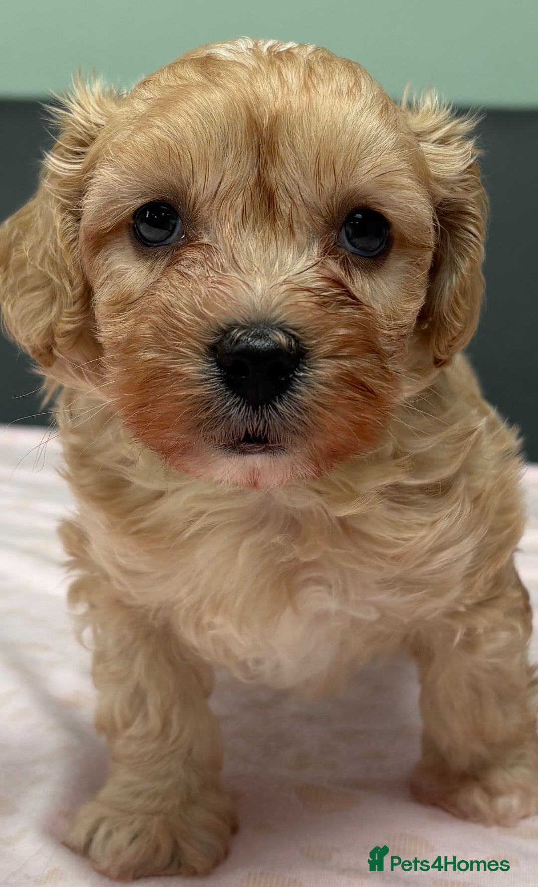 Maltipoo dogs for sale: Beautiful maltipoo puppies - Image 15