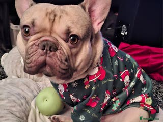 French Bulldog dogs French Bulldog available for stud in Derby in Derby - Advert 24