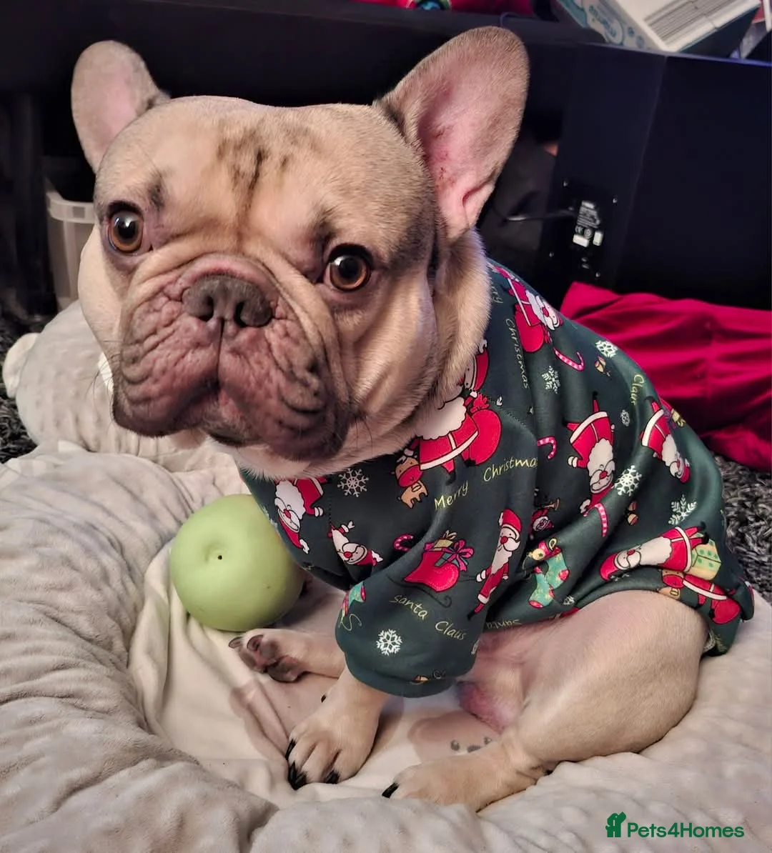 French Bulldog dogs for stud: French Bulldog available for stud in Derby in Derby - Advert 1