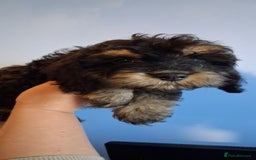 Cockapoo dogs for sale: Miniature heath tested cockapoos - Image 4