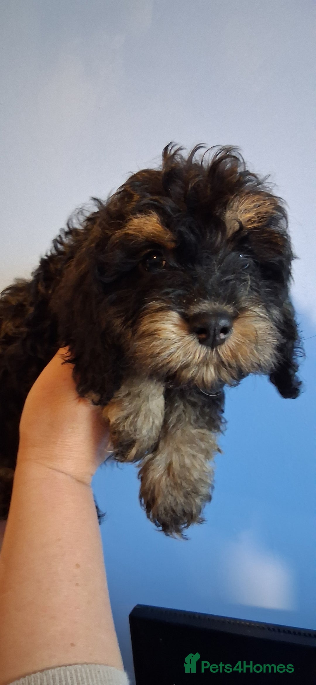 Cockapoo dogs for sale: Miniature heath tested cockapoos - Image 4