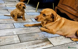 Labrador Retriever dogs for sale: Red Fox Labrador . Ready to Leave 😘 - Image 12
