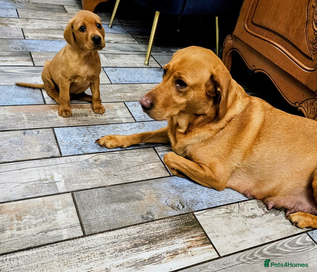 Labrador Retriever dogs for sale: Red Fox Labrador . Ready to Leave 😘 - Image 12