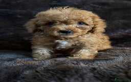 Cavapoo dogs for sale: One stunning red cavapoo male  - Image 11