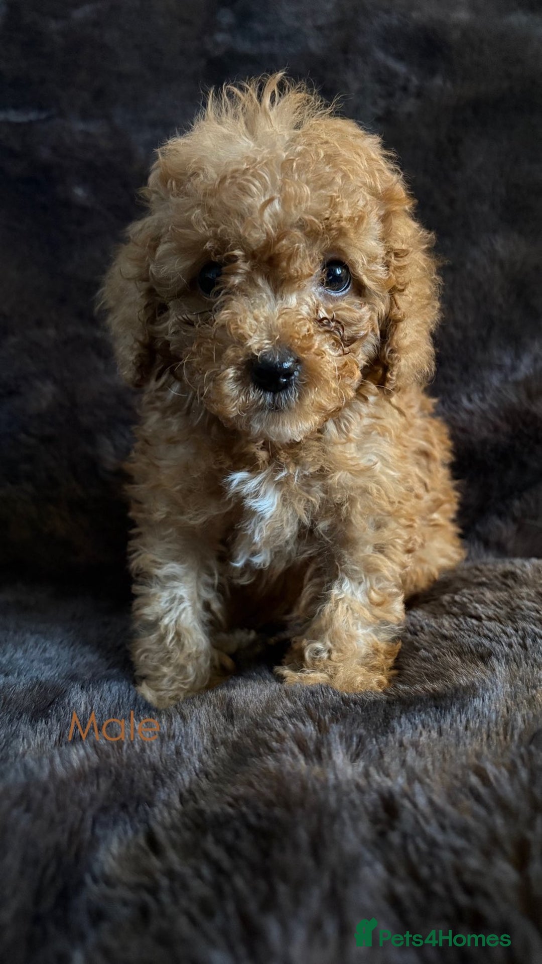 Cavapoo dogs for sale: One stunning red cavapoo male  - Image 11