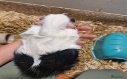 Guinea Pig rodents for sale: 2 male guinea pigs - Image 8