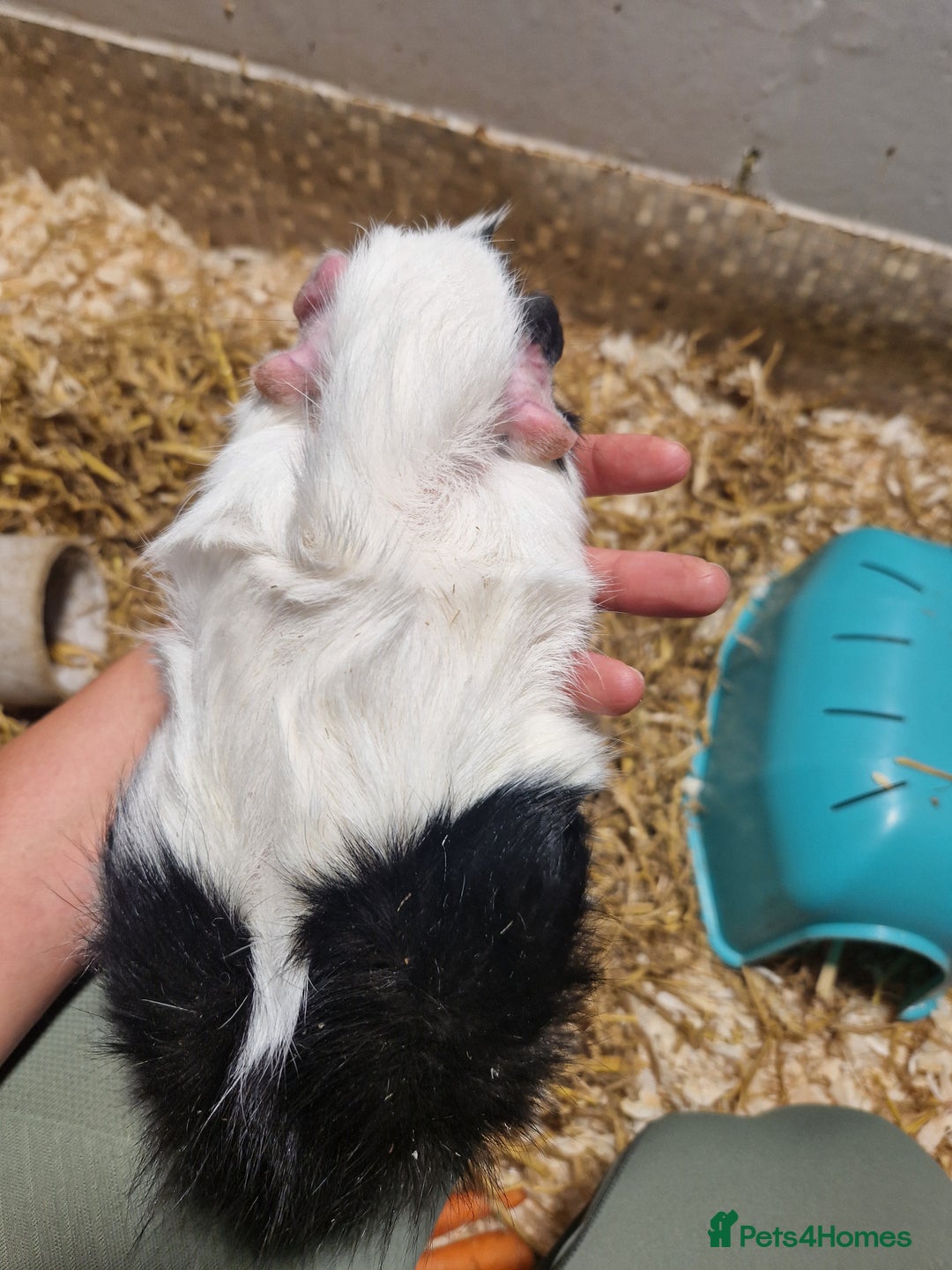 Guinea Pig rodents for sale: 2 male guinea pigs - Image 8