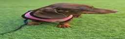 Miniature Dachshund dogs for sale: Rosie, KC-registered Dachshund  - Advert 5