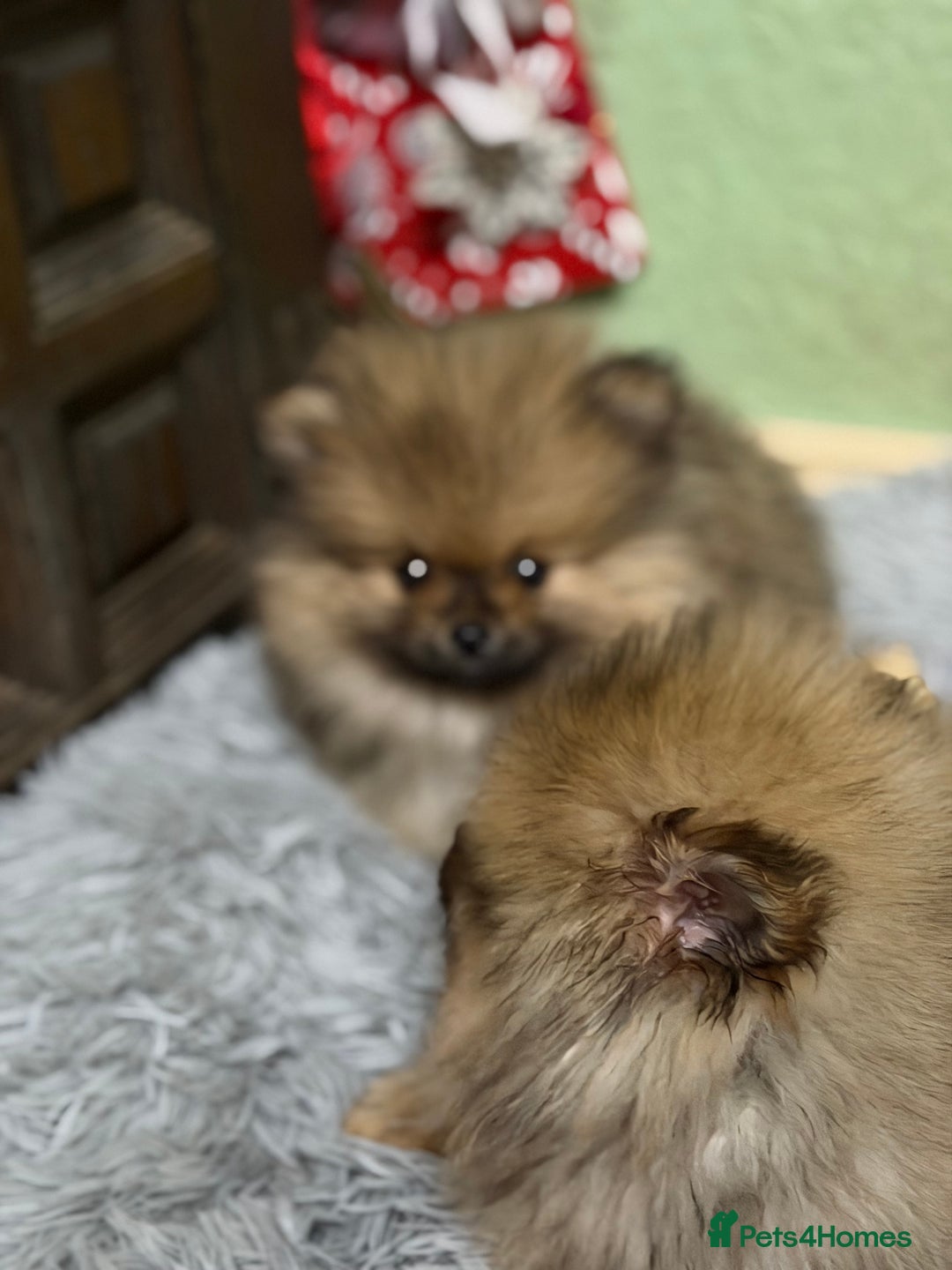 Pomeranian dogs for sale: ***Exquisite Kc reg Pomeranian Puppies *** - Advert 3
