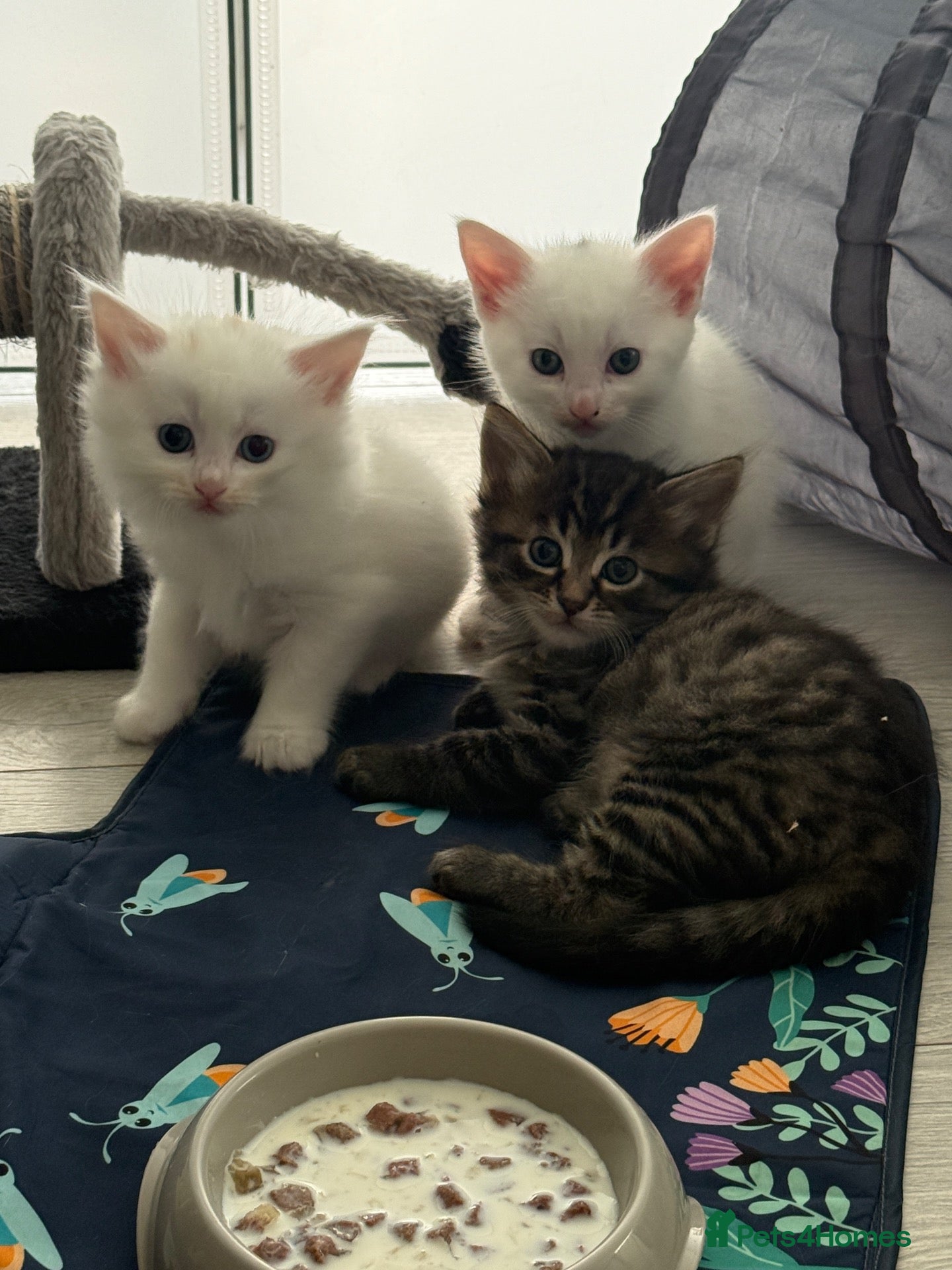 Turkish Angora cats Cute Turkish Angora x British Shorthair Kitten - Advert 13