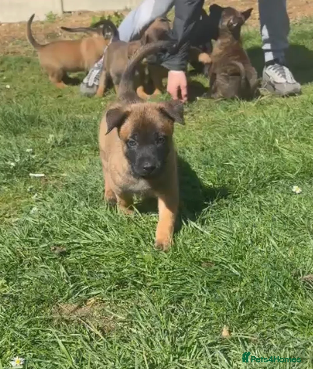 Belgian Shepherd Dog dogs for sale: Elite Malinois x Dutch Shepherd Puppies  - Advert 12