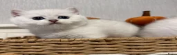 British Shorthair cats for sale: Exceptional Pedigree Silver British shorthairs 🩶 - Advert 15