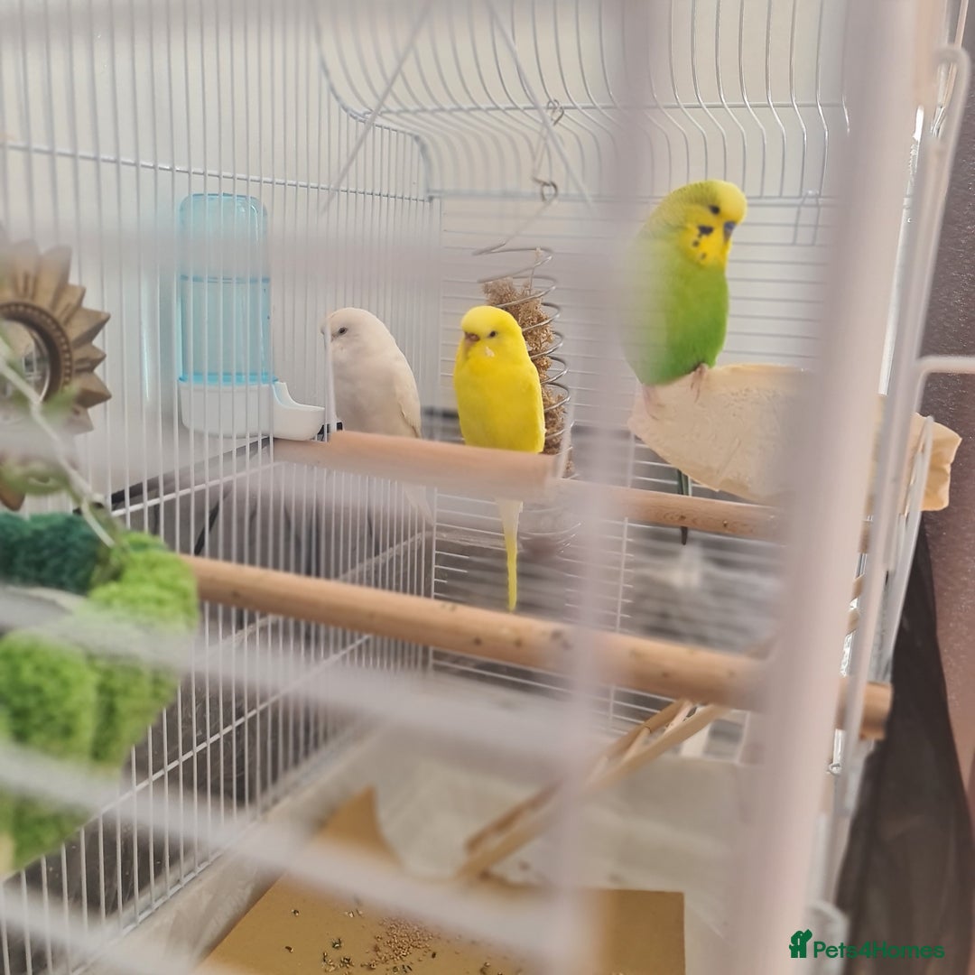 Budgerigars birds for sale: Budgies  - Image 7