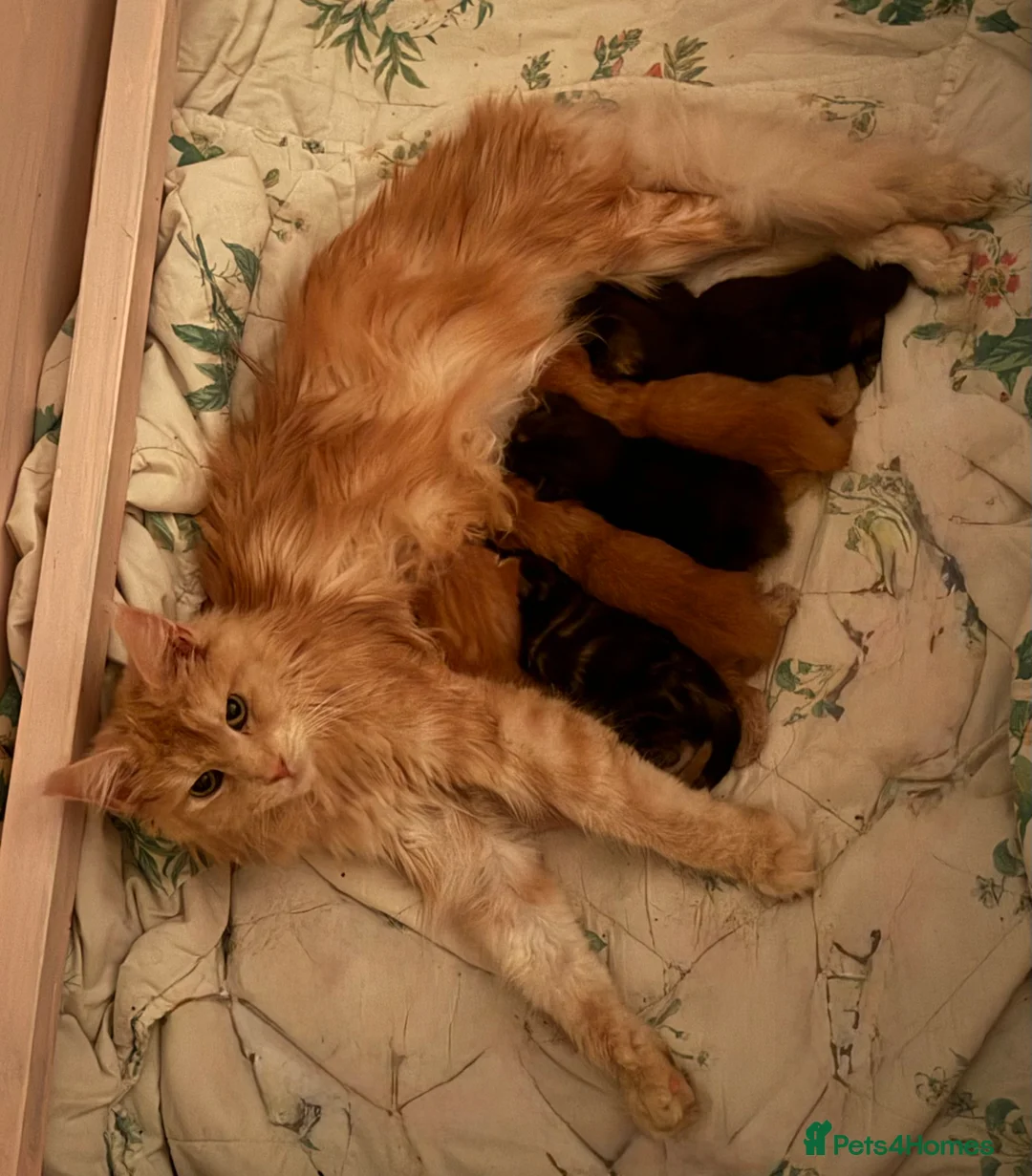 Maine Coon cats for sale: Beautiful Maine Coon Cross Kittens - Advert 19
