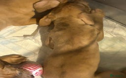 Mastiff dogs for sale: Mastiff X Puppies Looking for Forever Homes - Image 6