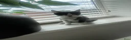 Mixed Breed cats for sale: Black white girl kitten last one available  - Advert 8