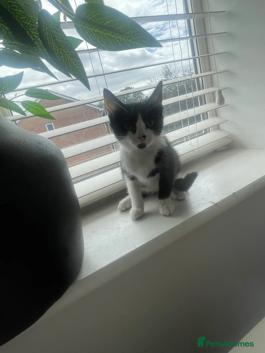 Mixed Breed cats for sale: Black white girl kitten last one available  - Advert 8