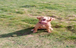 Labrador Retriever dogs for sale: Beautiful fox red girl looking for her forever hom - Image 6