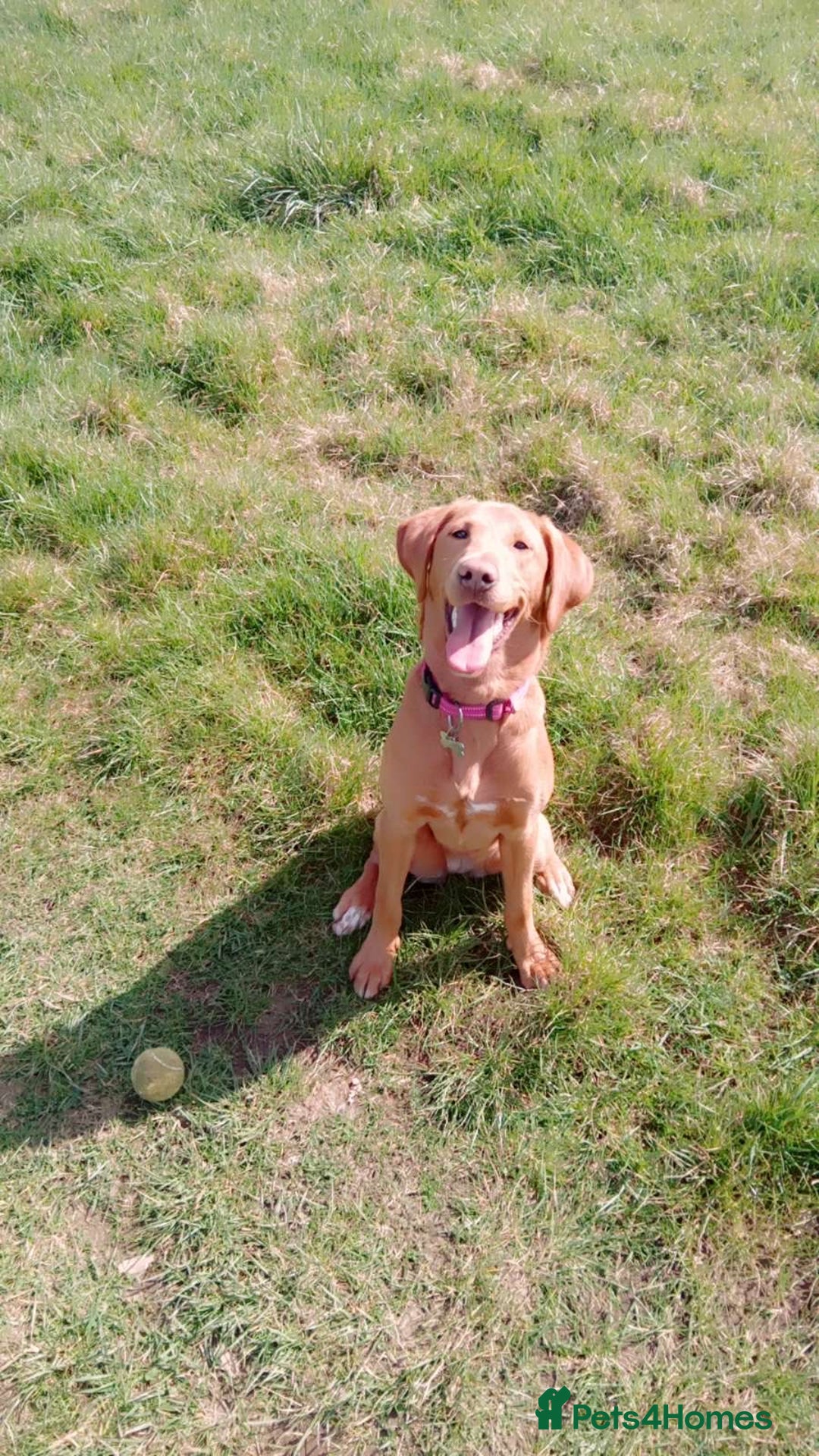 Labrador Retriever dogs for sale: Beautiful fox red girl looking for her forever hom - Image 6