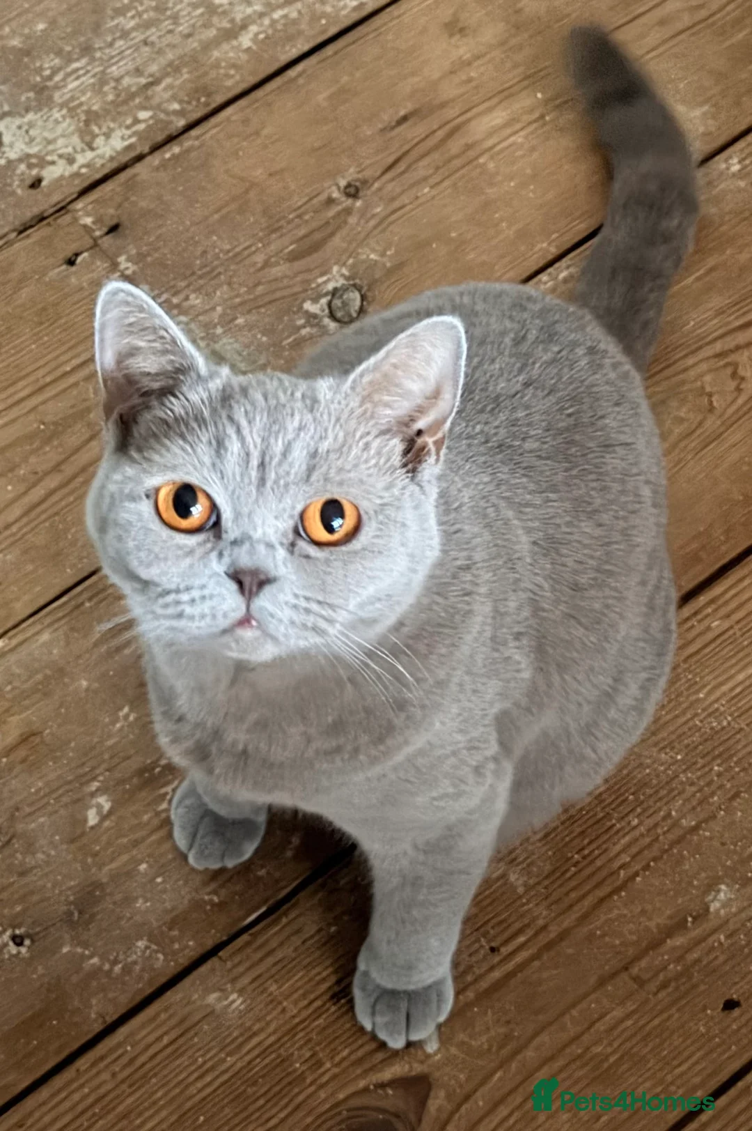 British Shorthair cats for sale: Delightful Lilac BSH girl available.  - Advert 3