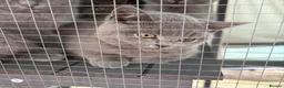 British Shorthair cats for sale: British shorthair - Advert 8
