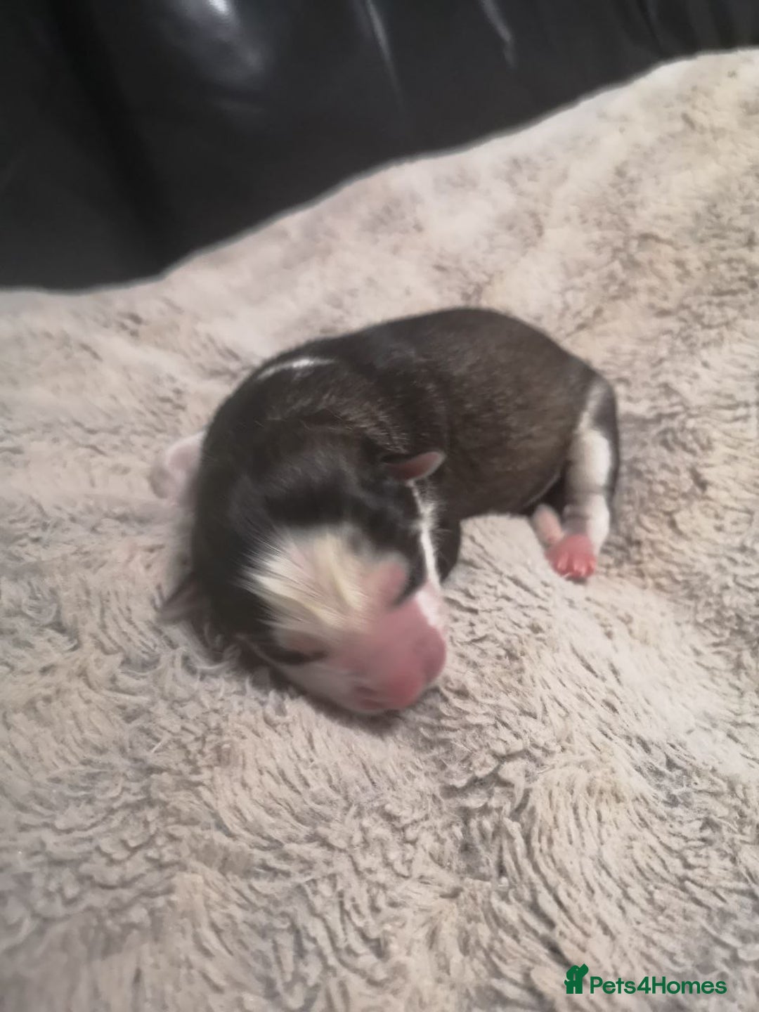 Siberian Husky dogs for sale: Siberian Huskies 1 Male 4 Female - Advert 25