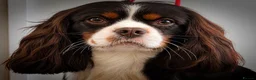 Cavalier King Charles Spaniel dogs for sale: Top Quality Cockalier Puppies - Advert 7
