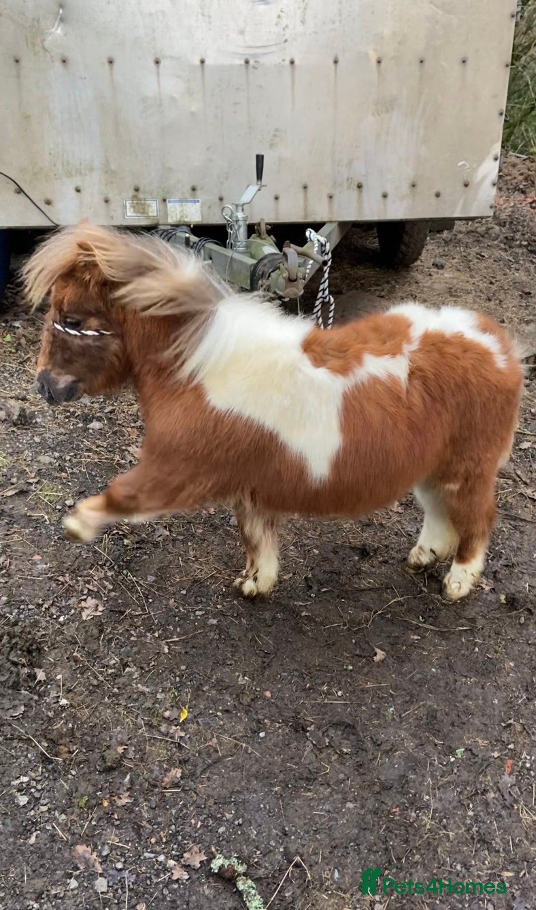 Shetland pony horses for sale: Miniature Shetland colt foal - Advert 2