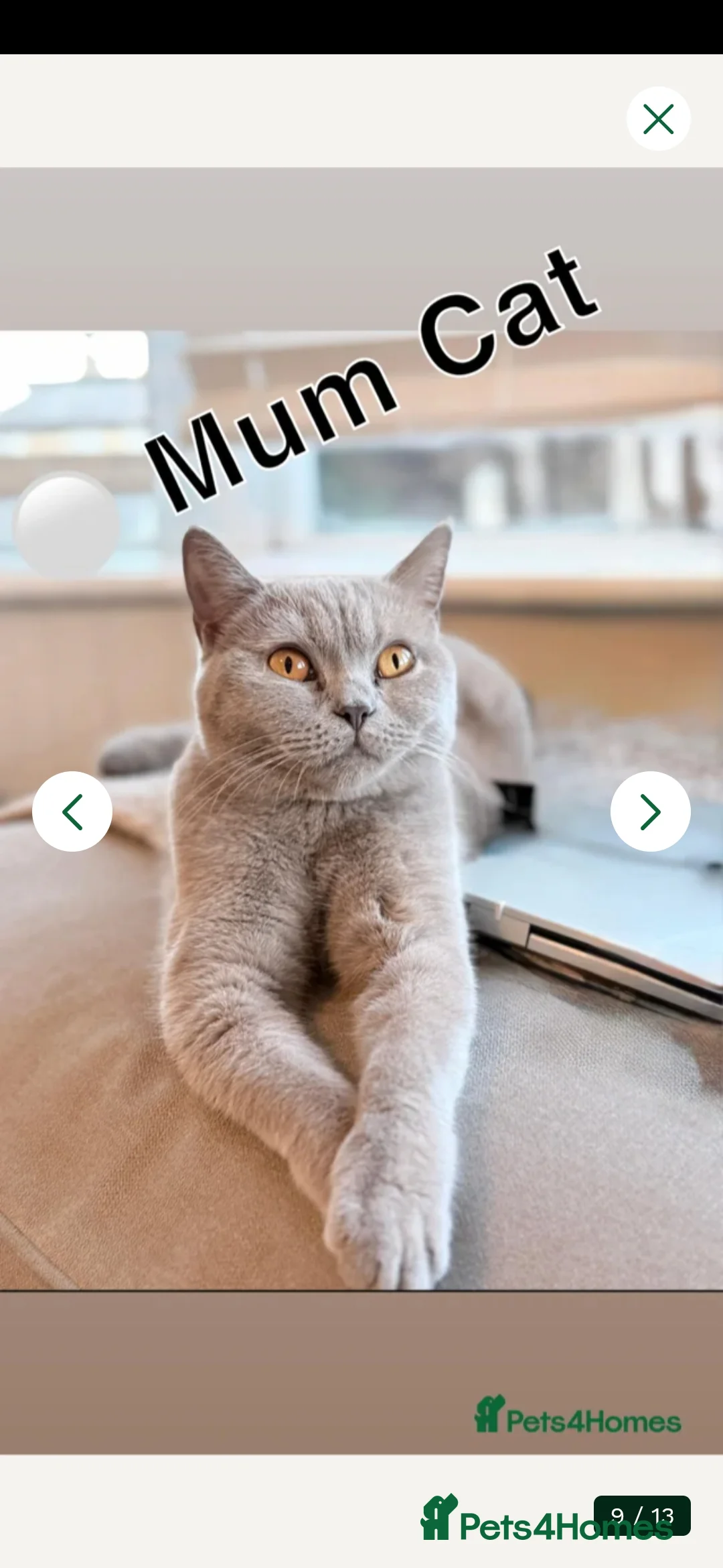 British Shorthair cats for sale: British shorthair blue in Wakefield - Advert 2
